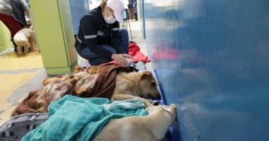 Esterilización en mercados DMQ