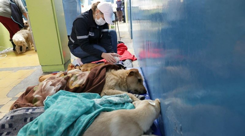 Esterilización en mercados DMQ