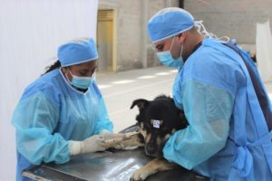 Campaña de esterilización Nono