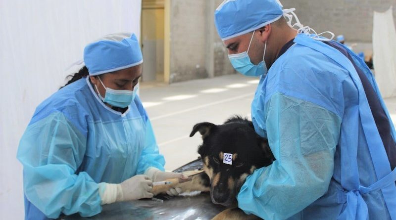 Campaña de esterilización Nono