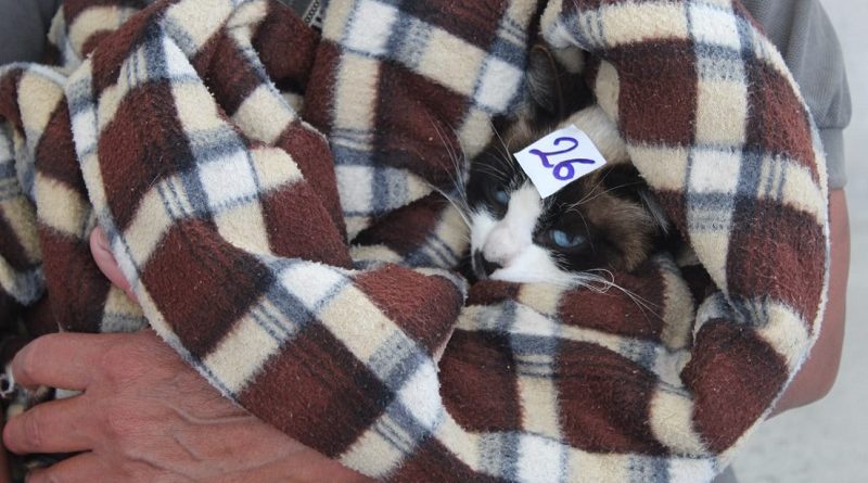 Campaña de esterilización Nono