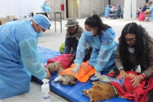 Campaña de esterilización Nono