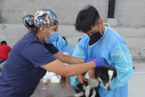 Campaña de esterilización Nono