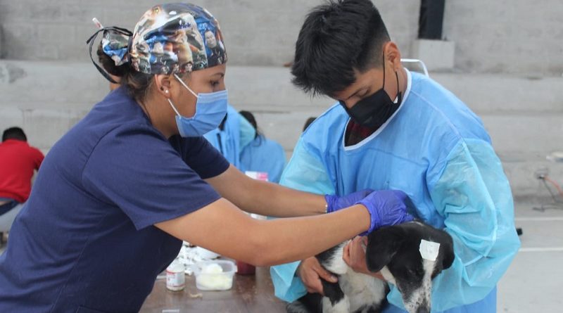 Campaña de esterilización Nono