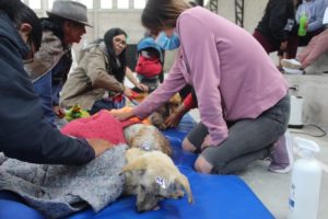 Campaña de esterilización Nono