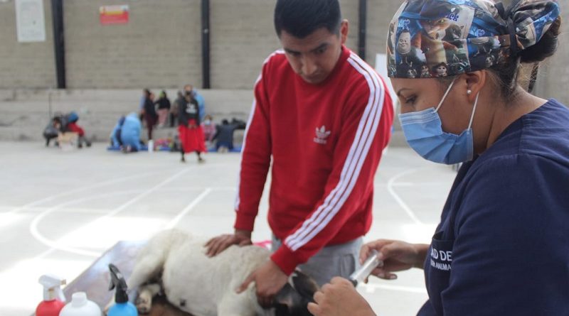 Campaña de esterilización Nono