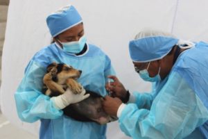 Campaña de esterilización Nono