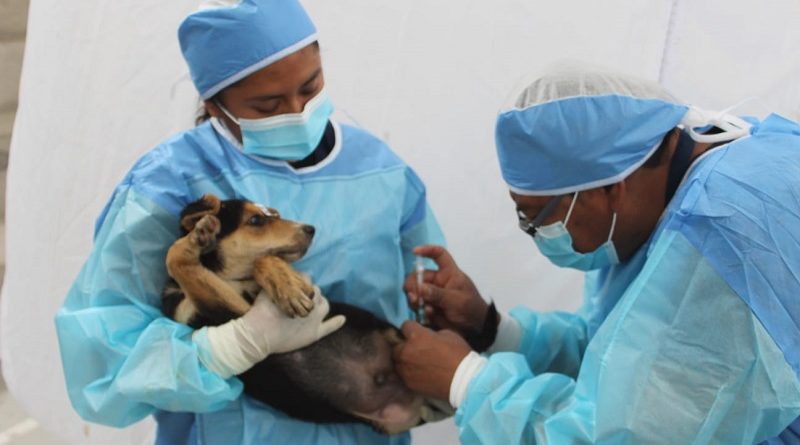 Campaña de esterilización Nono