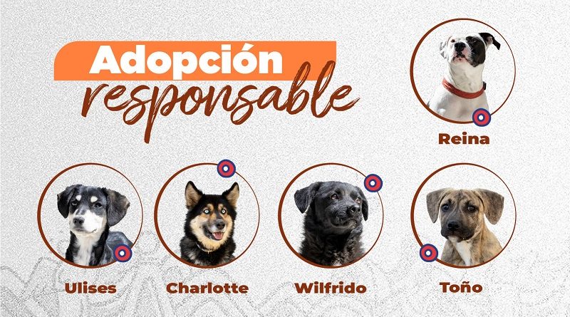 Adopción responsable UBA