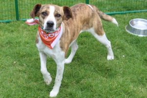 Brigada de adopciones 10 de junio