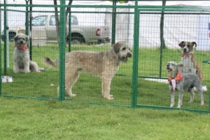 Brigada de adopciones 10 de junio