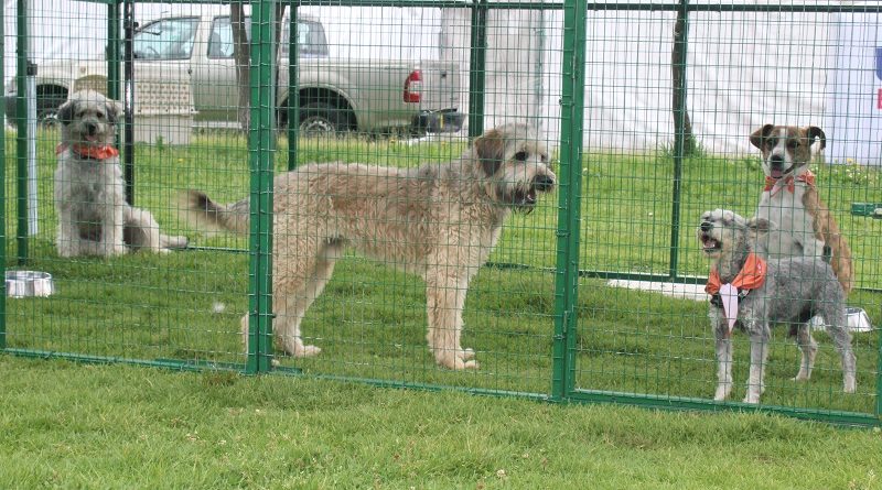 Brigada de adopciones 10 de junio