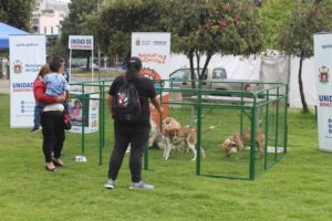 Brigada de adopciones 10 de junio