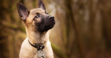 Día Mundial del Perro