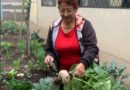 Municipio de Quito promueve la creación de huertos saludables comunitarios