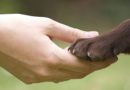 Participe del curso virtual gratuito sobre los derechos de la naturaleza y animales