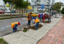 El Municipio repone árboles en la calle Núñez de Vela