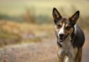 ‘Haz tu parte, recoge su arte’: campaña quiteña busca frenar el abandono de desechos de animales de compañía