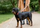 Los perros guías, compañeros de las personas con discapacidad visual