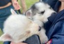 Dos cachorros y su madre son rescatados de venta clandestina en espacio público