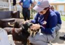 Respuesta solidaria que protege a los animales de compañía