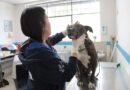 UBA rescata a perrita con graves heridas en el rostro