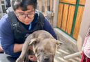 Encadenadas, heridas y sin alimento así fueron encontradas y rescatadas tres caninas y ocho cachorros en La Roldós