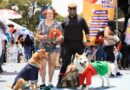 41 perritos y gatitos encontraron un hogar en el UBAween 2025