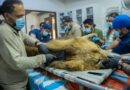 Melchor y Daniela, leones rescatados del QuitoZoo reciben atención médica especializada