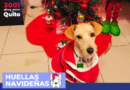 Huellas Navideñas: una celebración para los peluditos que llenan de alegría nuestra vida