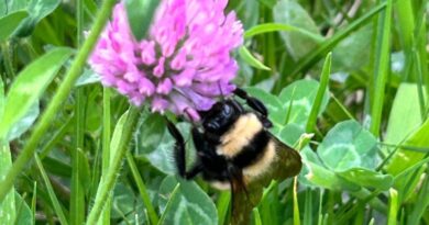 Abejas, mariposas y mariquitas: ‘Arte con patas’ invita a descubrir la biodiversidad del huerto del MIC