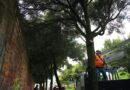Árboles en riesgo de caer se retiran de la Av. Simón Bolívar