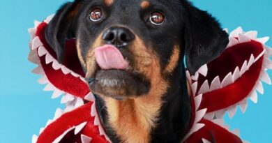 ‘Stranger Dogs’: perritos rescatados buscan familia en Quito