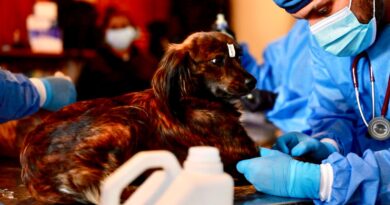 El Municipio de Quito mantiene campañas permanentes de esterilización gratuita: más de 800 se realizaron la última semana