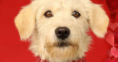 Adopte con la UBA y encuentre el amor más leal