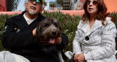 Conozca la historia de Lupo, un perro que vivía en un balcón y hoy inicia una nueva vida Conozca la historia de Lupo, un perro que vivía en un balcón y hoy inicia una nueva vida