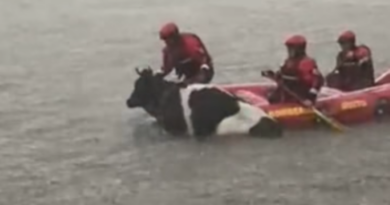 Compromiso con la vida: Bomberos de Quito rescatan a una vaca atrapada en el reservorio de Guangopolo