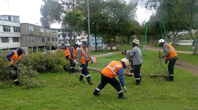 Municipio se mantiene activo 247 para atender emergencias de arbolado urbano en espacios públicos