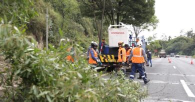 Retiro de árboles en mal estado