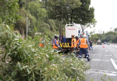 Municipio retirará árboles en riesgo en la av. Simón Bolívar durante el feriado de Carnaval Municipio retirará árboles en riesgo en la av. Simón Bolívar durante el feriado de Carnaval