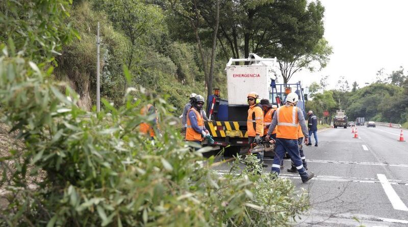 Retiro de árboles en mal estado