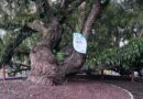 464 árboles patrimoniales reciben protección en la ciudad 464 árboles patrimoniales reciben protección en la ciudad