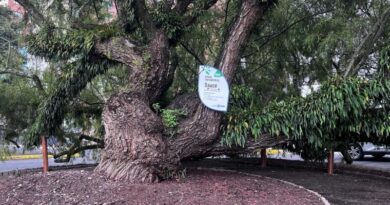 464 árboles patrimoniales reciben protección en la ciudad 464 árboles patrimoniales reciben protección en la ciudad
