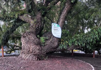 464 árboles patrimoniales reciben protección en la ciudad 464 árboles patrimoniales reciben protección en la ciudad