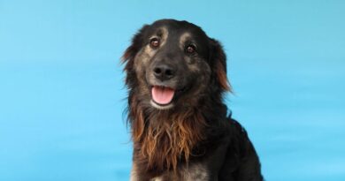 13 perros rescatados buscan el calor de un hogar en una nueva jornada de adopción de la UBA