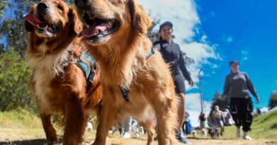 ¿Vas al parque con tu animal de compañía? Sigue estos consejos