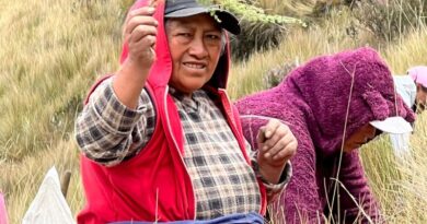 Minga en el Sincholagua suma 3.000 plantas nativas para proteger fuentes de agua de Quito Minga en el Sincholagua suma 3.000 plantas nativas para proteger fuentes de agua de Quito