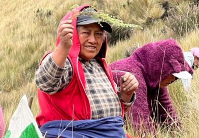 Minga en el Sincholagua suma 3.000 plantas nativas para proteger fuentes de agua de Quito Minga en el Sincholagua suma 3.000 plantas nativas para proteger fuentes de agua de Quito
