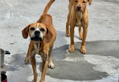 UBA rescata a dos perros con desnutrición severa; el caso podría superar USD 5 mil en sanciones