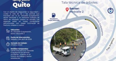 Árboles en riesgo de caída serán retirados de la avenida Oswaldo Guayasamín